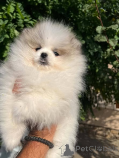 Photo №2 to announcement № 177557 for the sale of pomeranian - buy in Serbia 