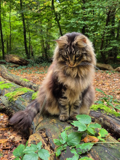 Photo №3. Norweigian forest cat litter available. Both male and female. Norway