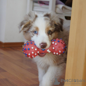 Photo №1. australian shepherd - for sale in the city of Stockholm | 338$ | Announcement № 78831