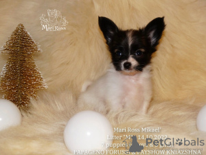 Photo №4. I will sell papillon dog in the city of Saratov. from nursery - price - negotiated