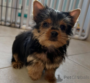 Photo №4. I will sell yorkshire terrier in the city of ALAVUS. breeder - price - 500$