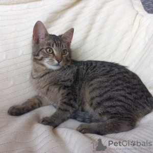 Additional photos: Little kitten Lyolik is looking for a home and a loving family!