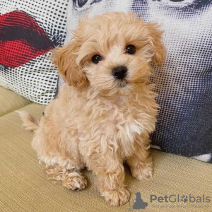 Photo №1. poodle (toy) - for sale in the city of Perth | 350$ | Announcement № 80047