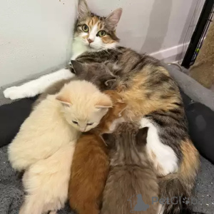 Photo №1. siberian cat - for sale in the city of Schwäbisch Gmünd | 392$ | Announcement № 167271