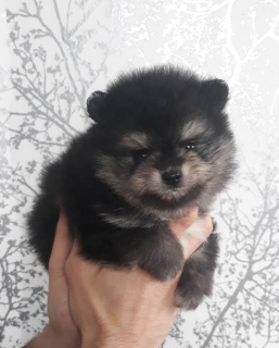 Photo №3. Pomeranian Spitz - a bear from childhood!. Belarus