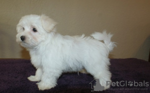 Photo №1. maltese dog - for sale in the city of Simmering | 371$ | Announcement № 107559