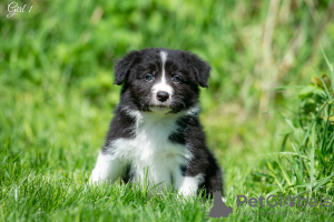 Photo №2 to announcement № 10708 for the sale of border collie - buy in Russian Federation from nursery