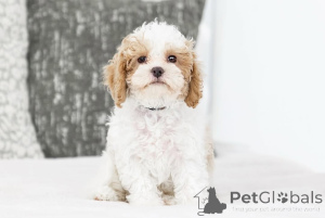 Photo №2 to announcement № 155603 for the sale of labradoodle - buy in Iceland private announcement