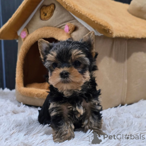 Photo №2 to announcement № 168621 for the sale of yorkshire terrier - buy in Czech Republic breeder