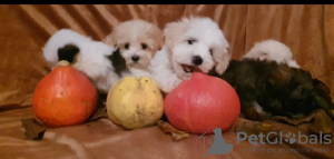 Photo №3. Beautiful MALTIPOO puppies. Serbia