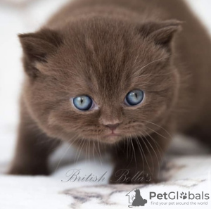 Photo №4. I will sell british shorthair in the city of Jacksonville. private announcement - price - 400$