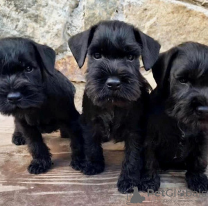 Photo №3. Adorable Schnauzer Puppies Available - Ready for Their Forever Homes. Greece