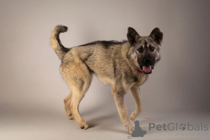 Photo №3. Looking for the best family boy named Atari. Russian Federation