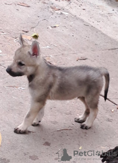 Additional photos: Czechoslovakian Wolfdog puppies