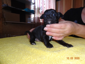 Photo №4. I will sell chihuahua in the city of Ryazan. breeder - price - 555$