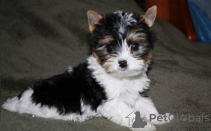 Photo №1. yorkshire terrier - for sale in the city of Vrådal | negotiated | Announcement № 93378