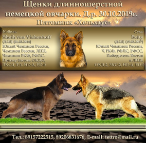 Photo №1. german shepherd - for sale in the city of Moscow | Negotiated | Announcement № 3890