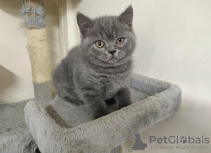Photo №1. british shorthair - for sale in the city of New York | 300$ | Announcement № 96471
