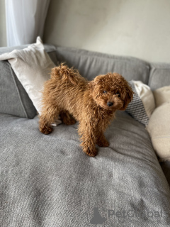Photo №2 to announcement № 132243 for the sale of poodle (toy) - buy in Austria private announcement