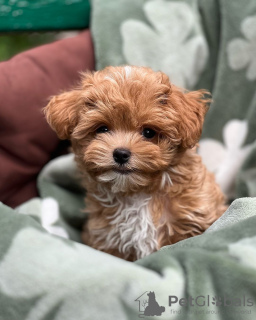 Additional photos: Maltipoo puppies raised in a family home