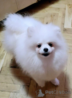 Photo №2 to announcement № 122092 for the sale of pomeranian - buy in Serbia 