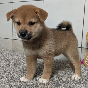 Photo №1. shiba inu - for sale in the city of Bamberg | 376$ | Announcement № 151480