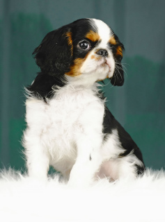Photo №2 to announcement № 2294 for the sale of cavalier king charles spaniel - buy in Estonia breeder
