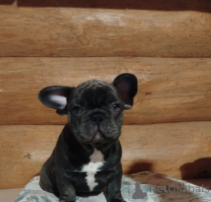 Photo №2 to announcement № 161446 for the sale of french bulldog - buy in Belarus private announcement