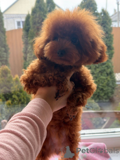 Photo №3. Teddy Poodle China. Russian Federation