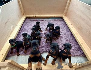 Photo №1. dobermann - for sale in the city of Brokdorf | 465$ | Announcement № 171435