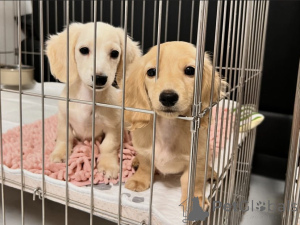 Photo №1. dachshund - for sale in the city of Tampere | negotiated | Announcement № 170939