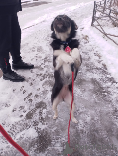 Photo №4. I will sell non-pedigree dogs in the city of St. Petersburg. private announcement - price - Is free