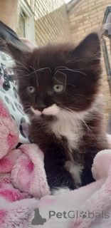 Photo №4. I will sell norwegian forest cat in the city of Buggenhout. private announcement - price - 320$