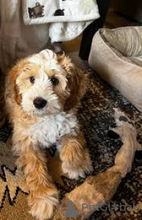 Photo №1. labradoodle - for sale in the city of Rotterdam | 723$ | Announcement № 165588