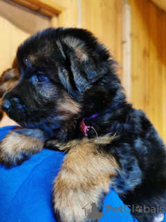 Photo №2 to announcement № 8867 for the sale of german shepherd - buy in Russian Federation private announcement, breeder
