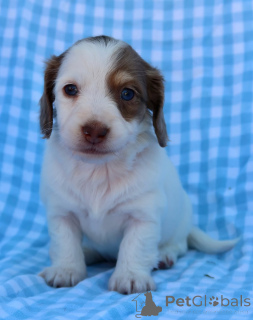 Photo №1. dachshund - for sale in the city of Berdorf | negotiated | Announcement № 155075