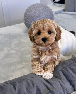 Photo №1. maltipu - for sale in the city of Chool-Bourg | negotiated | Announcement № 158348