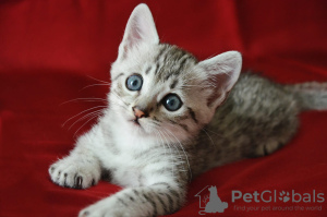 Photo №1. egyptian mau - for sale in the city of St. Petersburg | negotiated | Announcement № 122106