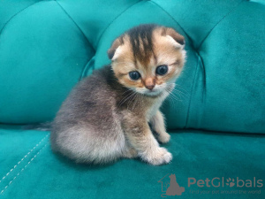 Photo №1. scottish fold - for sale in the city of Pforzheim | 406$ | Announcement № 90474