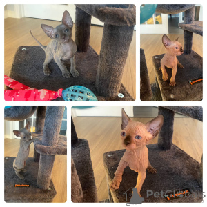 Photo №2 to announcement № 111490 for the sale of sphynx cat - buy in United States private announcement