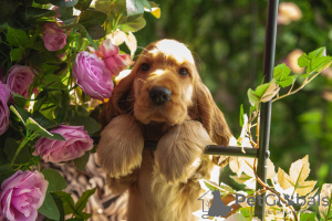 Photo №2 to announcement № 62918 for the sale of english cocker spaniel - buy in Belarus from nursery, breeder