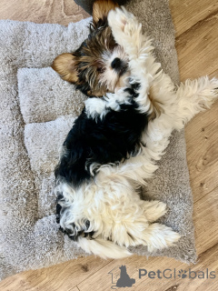 Photo №2 to announcement № 135451 for the sale of beaver yorkshire terrier - buy in Georgia private announcement