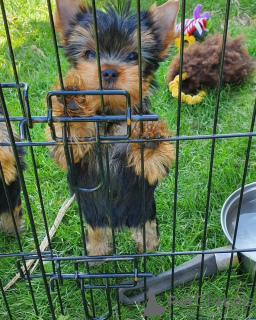 Photo №1. yorkshire terrier - for sale in the city of Pittsburgh | 500$ | Announcement № 12065