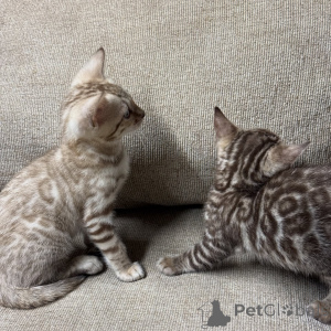 Photo №2 to announcement № 169869 for the sale of bengal cat - buy in Germany breeder