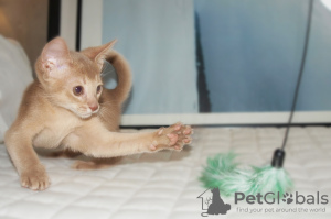 Photo №4. I will sell abyssinian cat in the city of Kiev. breeder - price - 350$