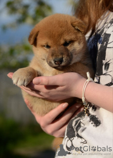 Photo №4. I will sell shiba inu in the city of Minsk. from nursery - price - negotiated