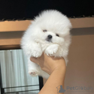 Photo №2 to announcement № 111697 for the sale of pomeranian - buy in Russian Federation private announcement