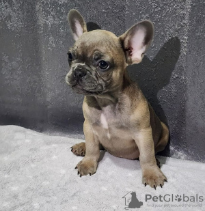 Photo №1. french bulldog - for sale in the city of Shreveport | negotiated | Announcement № 98684