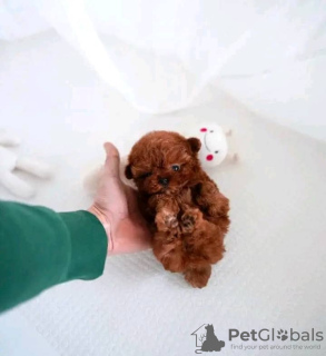 Photo №3. Cute Toy poodle. United States