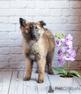 Photo №2 to announcement № 163157 for the sale of non-pedigree dogs - buy in Russian Federation private announcement